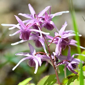 Horny Goat Weed Extract